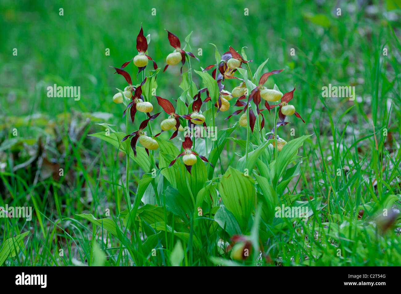 Frauenschuh, Cypripedium calceolus, Lady's Slipper Orchid Stock Photo