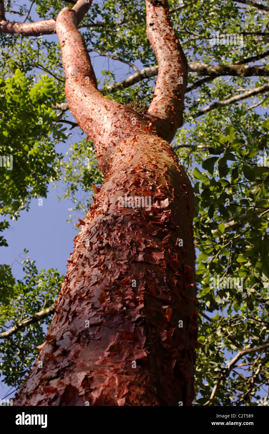 Bursera simaruba tree (Tourist tree, Gumbo-limbo, Copperwood or Chaca) in Palenque, Chiapas, Mexico Stock Photo
