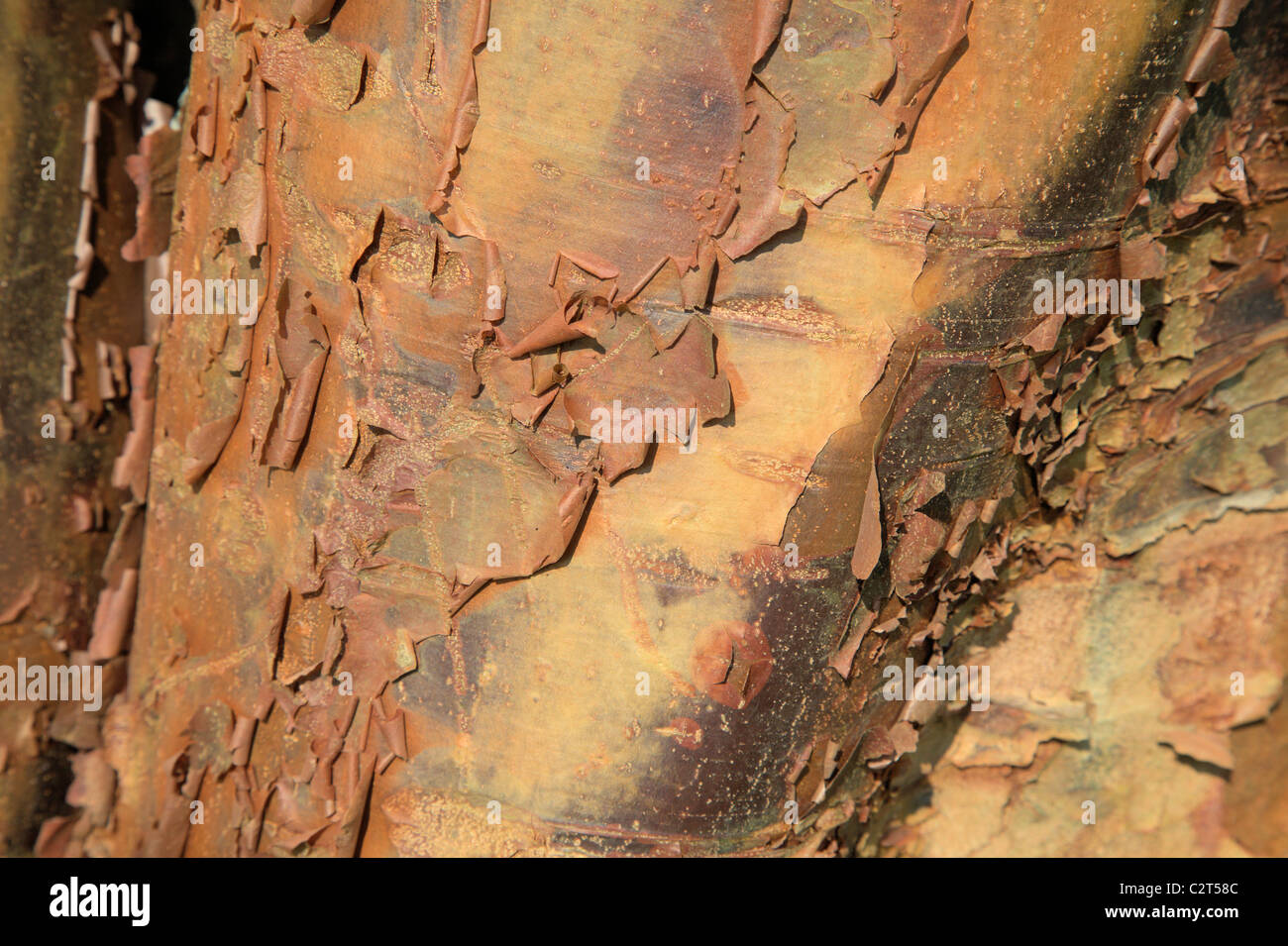 Acer griseum Stock Photo