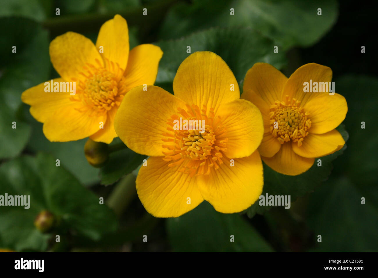 Marsh Marigold Caltha palustris Flower In Detail At Conwy RSPB Nature Reserve, Wales Stock Photo
