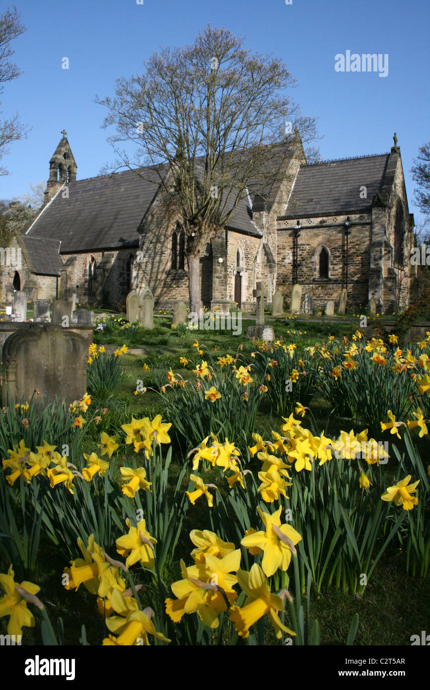 Easter Daffodils At St Luke's Church, Formby, Merseyside, UK Stock Photo
