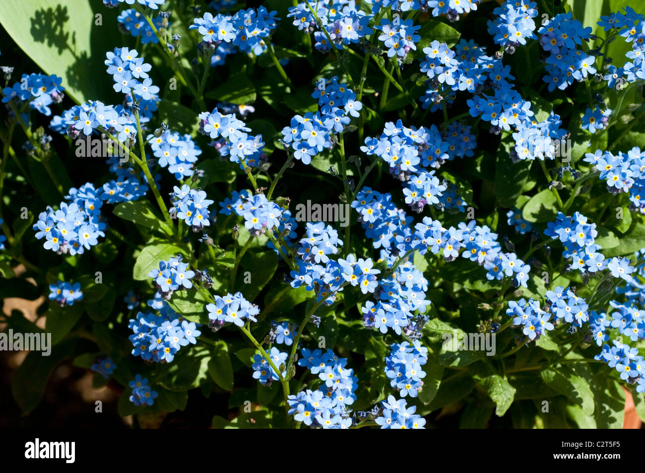 me not flowers, Myosotis Stock Photo Alamy