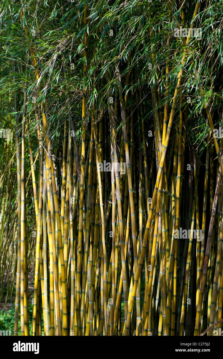 Bamboo Chusquea culeou Stock Photo