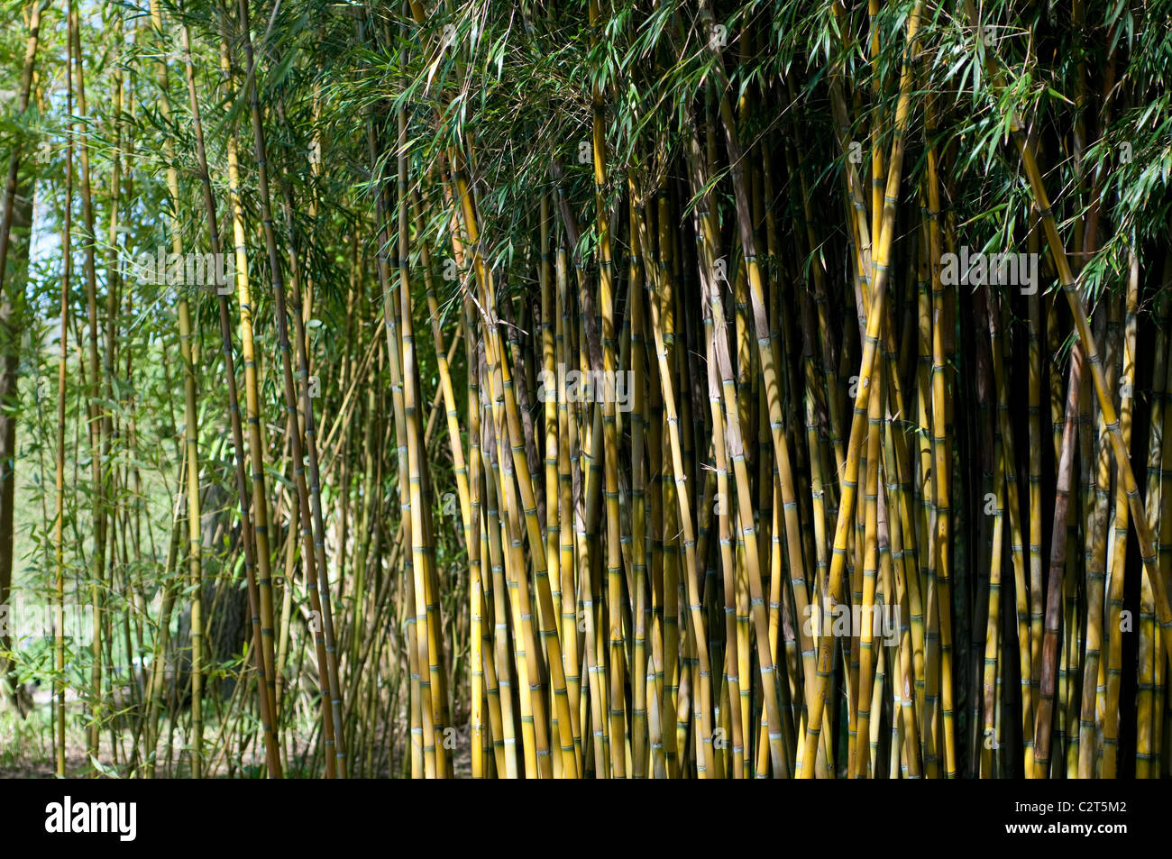 Bamboo Chusquea culeou Stock Photo