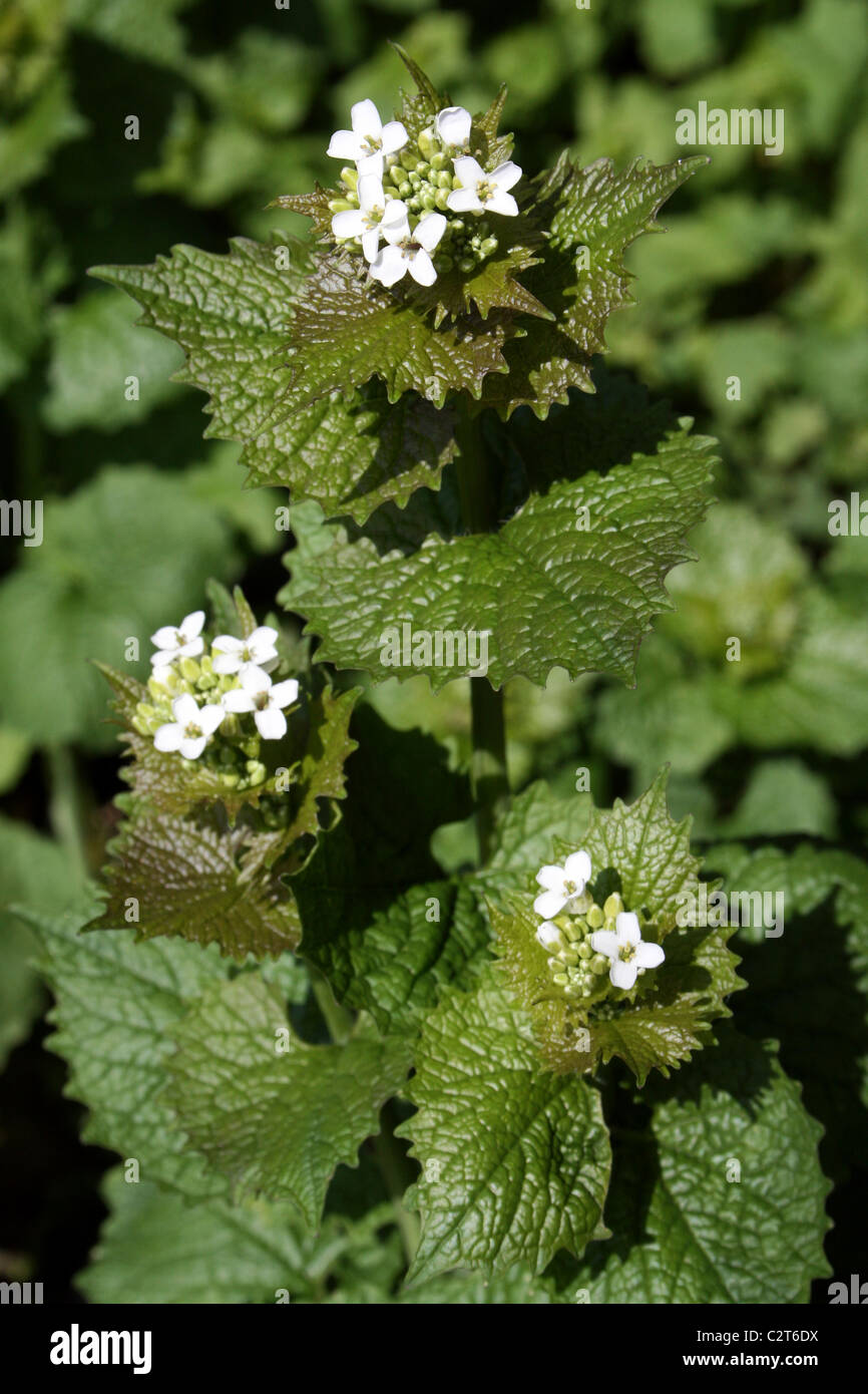 Garlic Mustard (a.k.a. Jack-by-the-Hedge) Alliaria petiolata Taken at Martin Mere WWT, Lancashire, UK Stock Photo