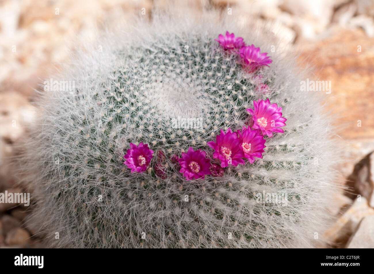 Old Lady Cactus with Pink Flowers!