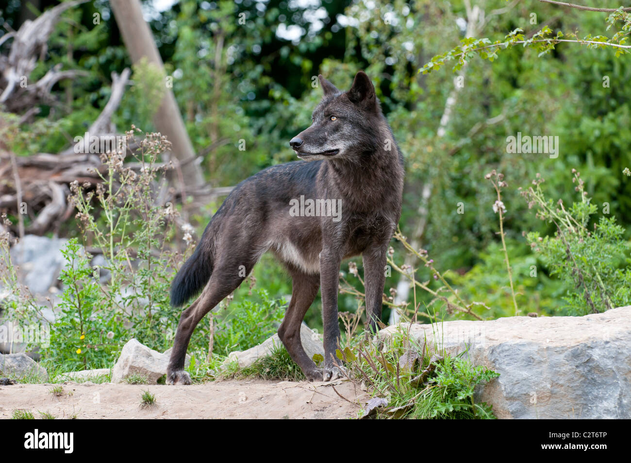 Timberwolf, Canis lupus lycaon, timber wolf Stock Photo