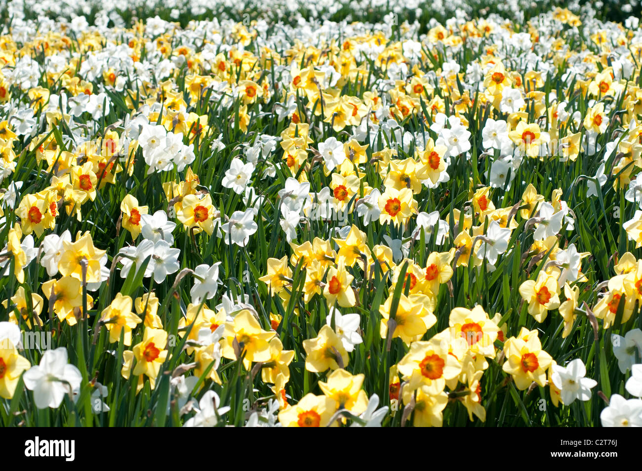 Field of daffodils Stock Photo Alamy