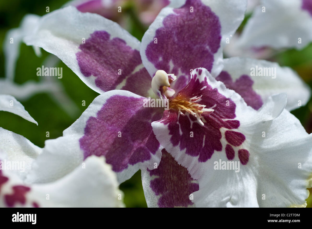 Orchid Zygopetalum crinitum Stock Photo