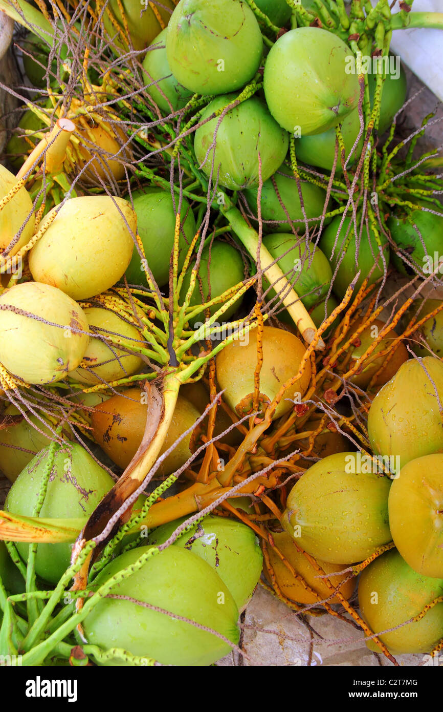 Coconuts fresh crop harvest green and yellow in Caribbean Stock Photo