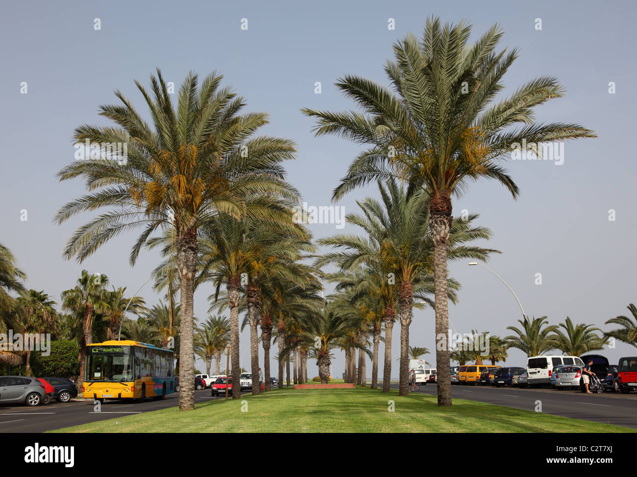Palm Trees at Avenida del Saladar in Jandia Playa, Canary Island Fuerteventura, Spain Stock Photo
