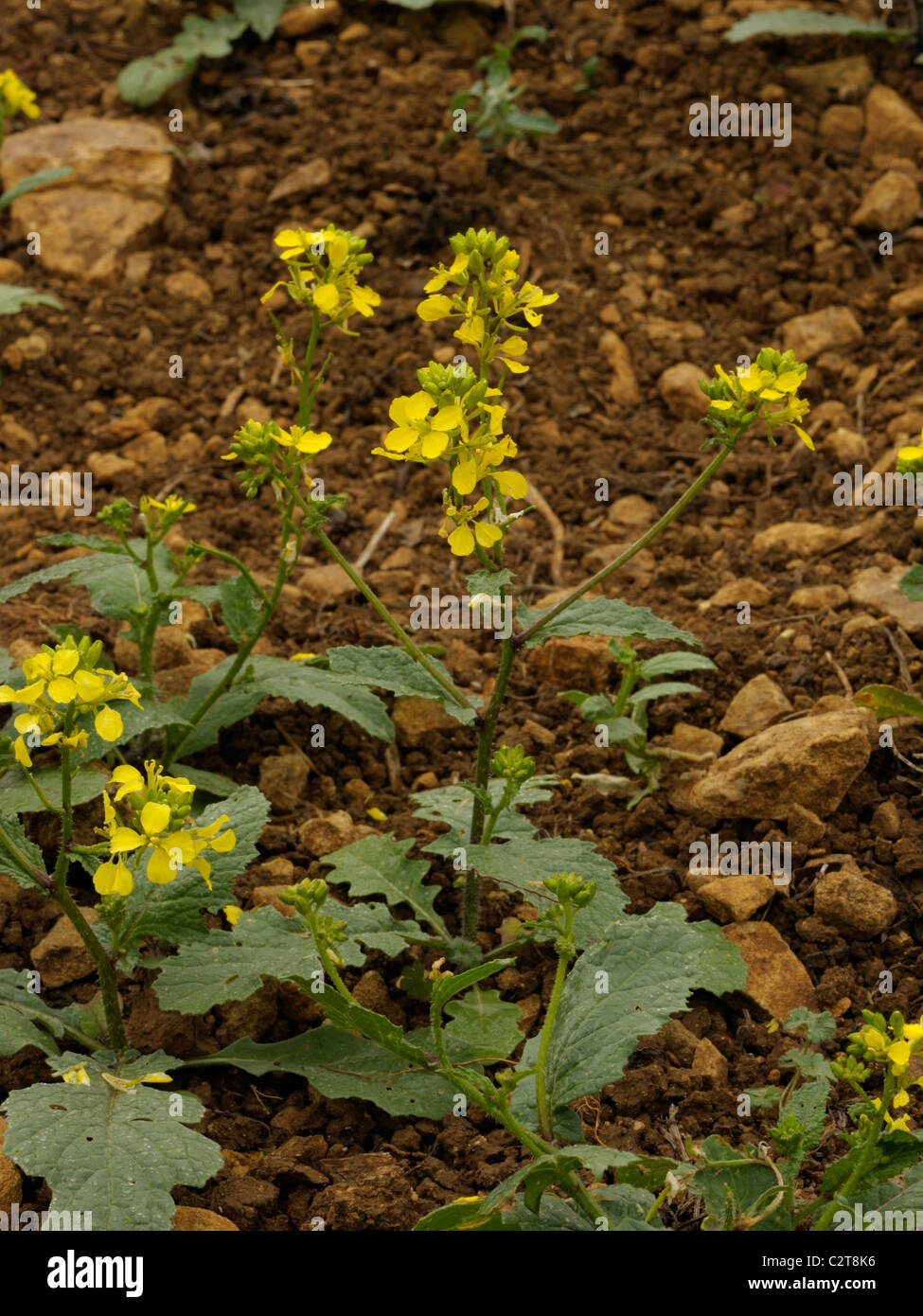 Charlock, sinapis arvensis Stock Photo - Alamy