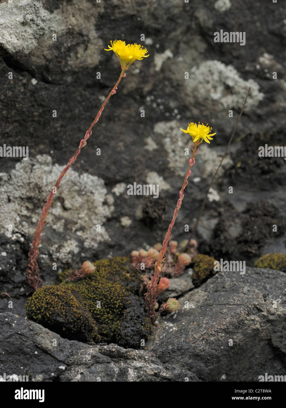 Rock Stonecrop, sedum forsterianum Stock Photo