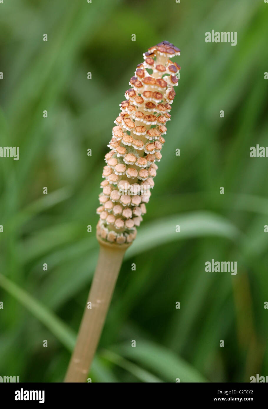 Spring Shoot of Field or Common Horsetail, Equisetum arvense, Equisetaceae. Fertile Sprout with Conelike Strobilus. Stock Photo