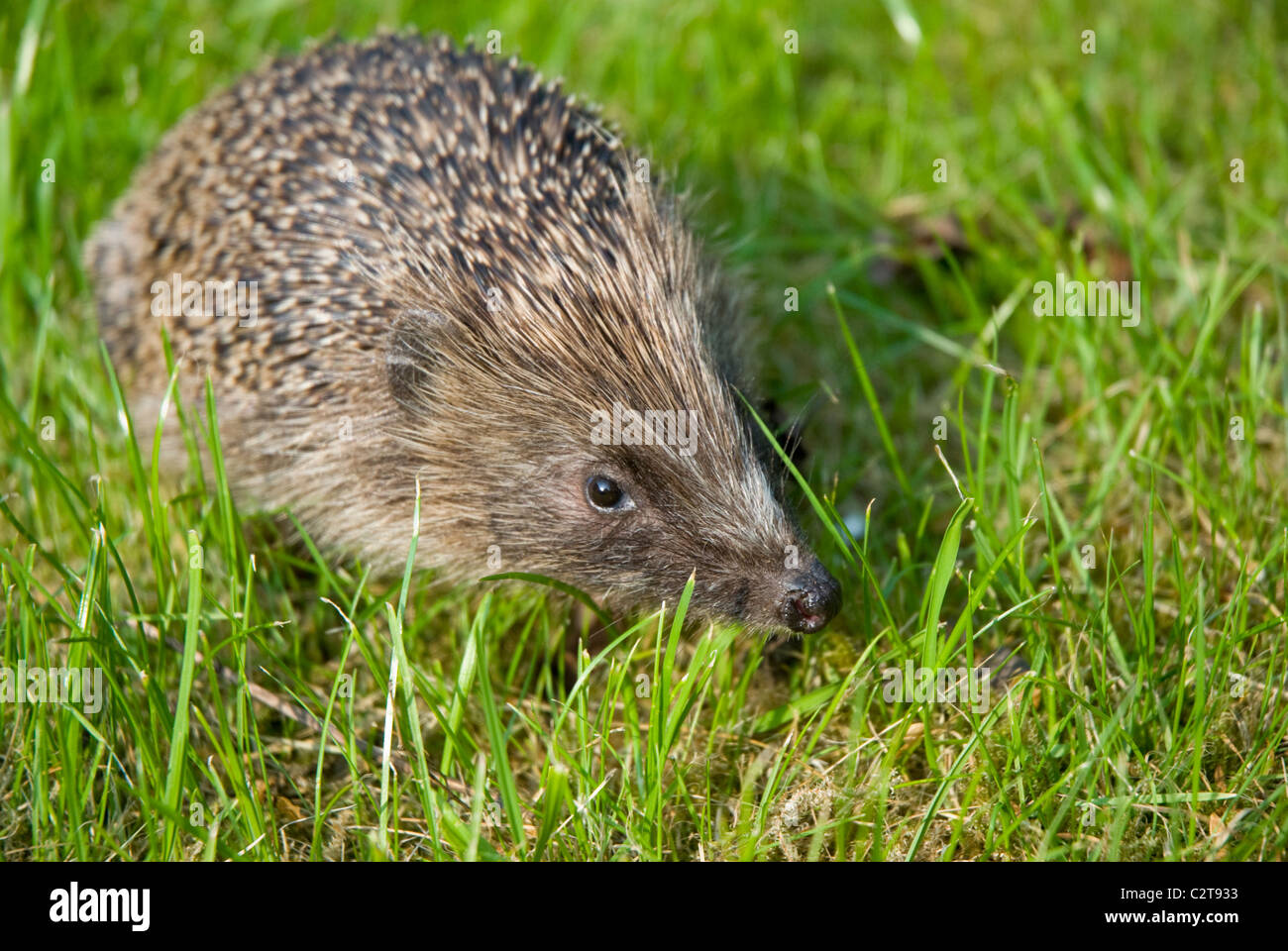 A hedgehog in an English garden Stock Photo