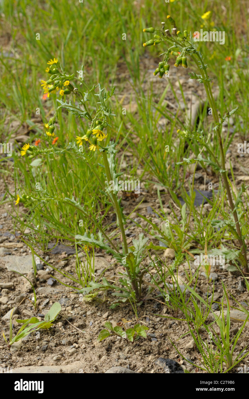 Rayed groundsel hi-res stock photography and images - Alamy