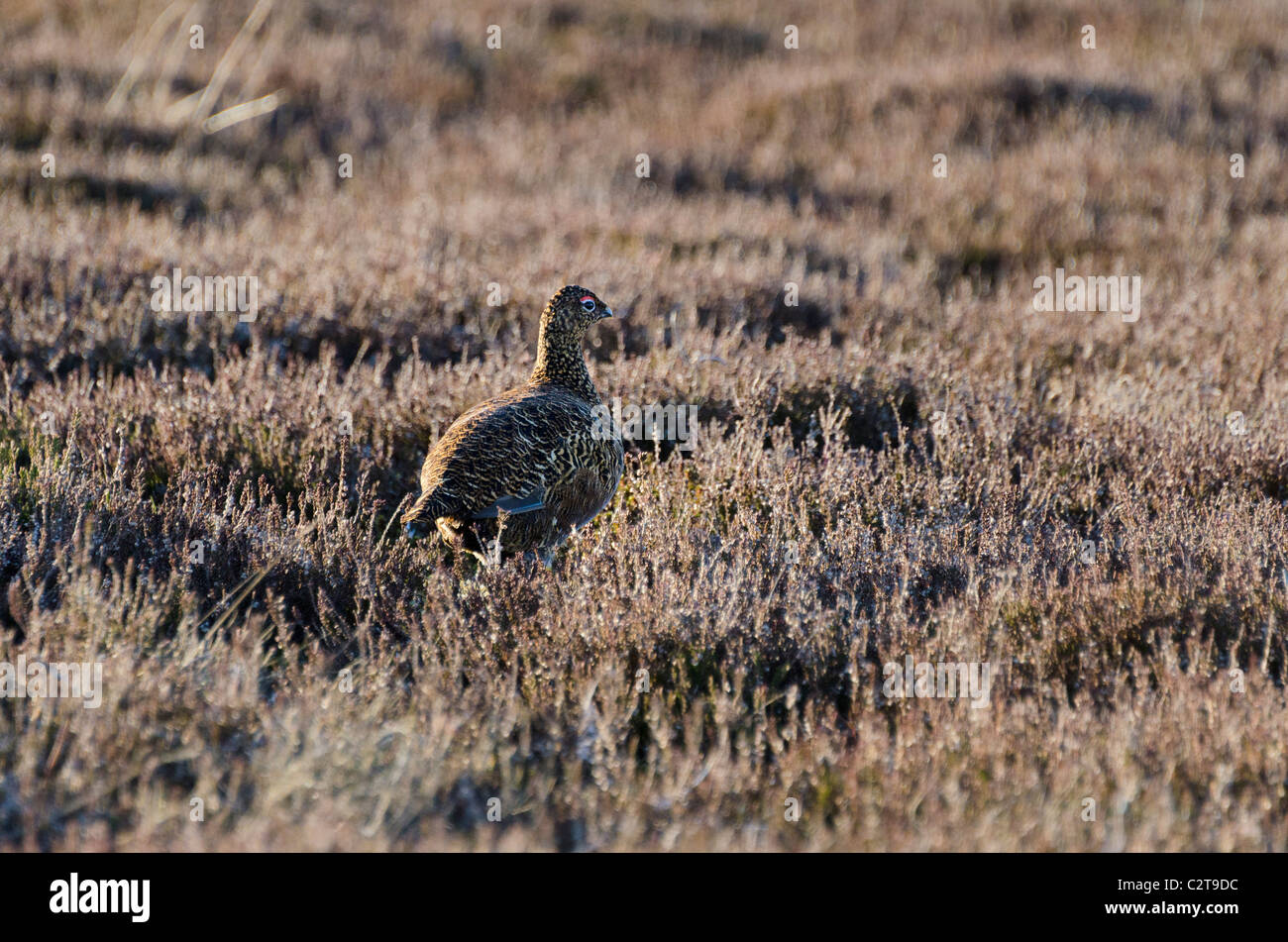 Red Grouse Stock Photo