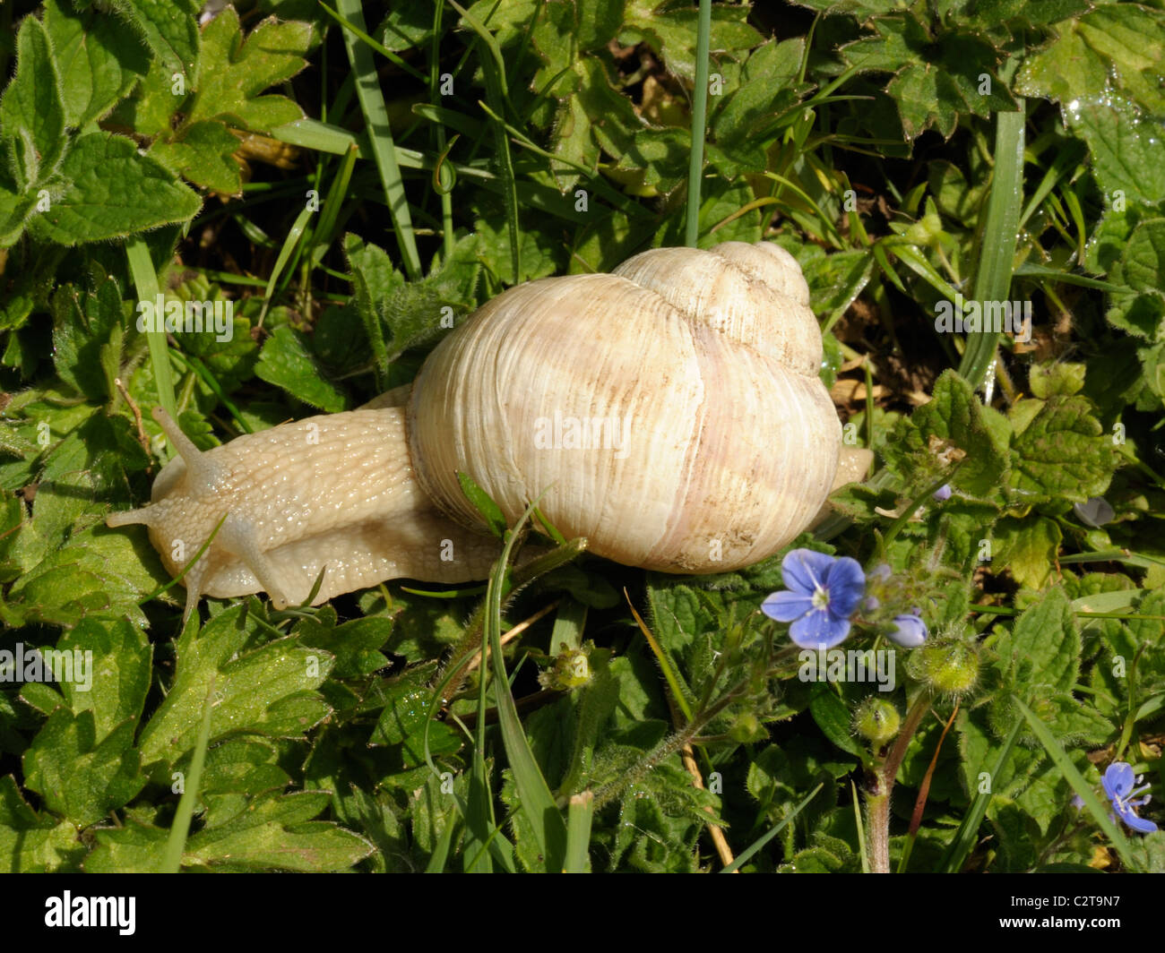 Roman snail (Helix pomatia) Stock Photo