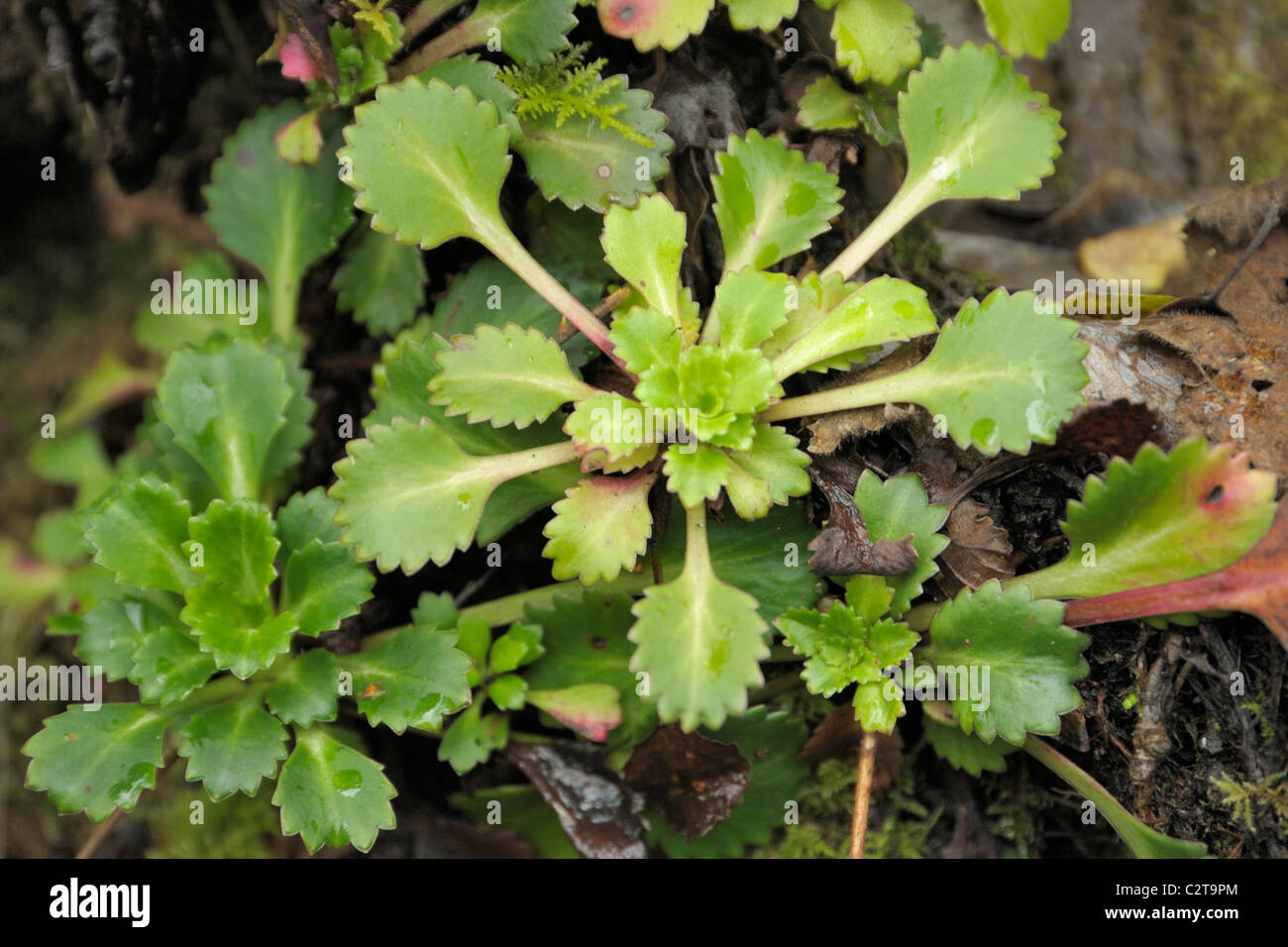 St Patrick's-cabbage, saxifraga spathularis Stock Photo