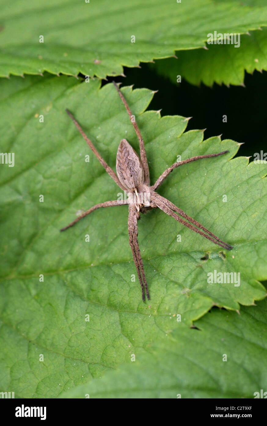 Nursery Web Spider, Pisaura mirabilis, Pisauridae, Araneae, Arachnida. Stock Photo