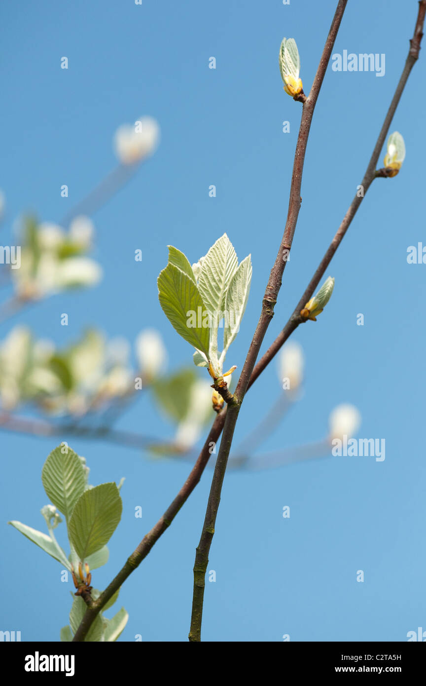 Sorbus Aaria. Whitebeam tree leaves in spring. UK Stock Photo