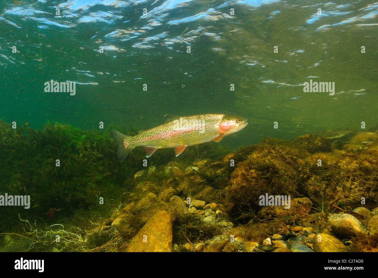 Rainbow trout, Oncorhynchus mykiss, East River, Colorado Stock Photo