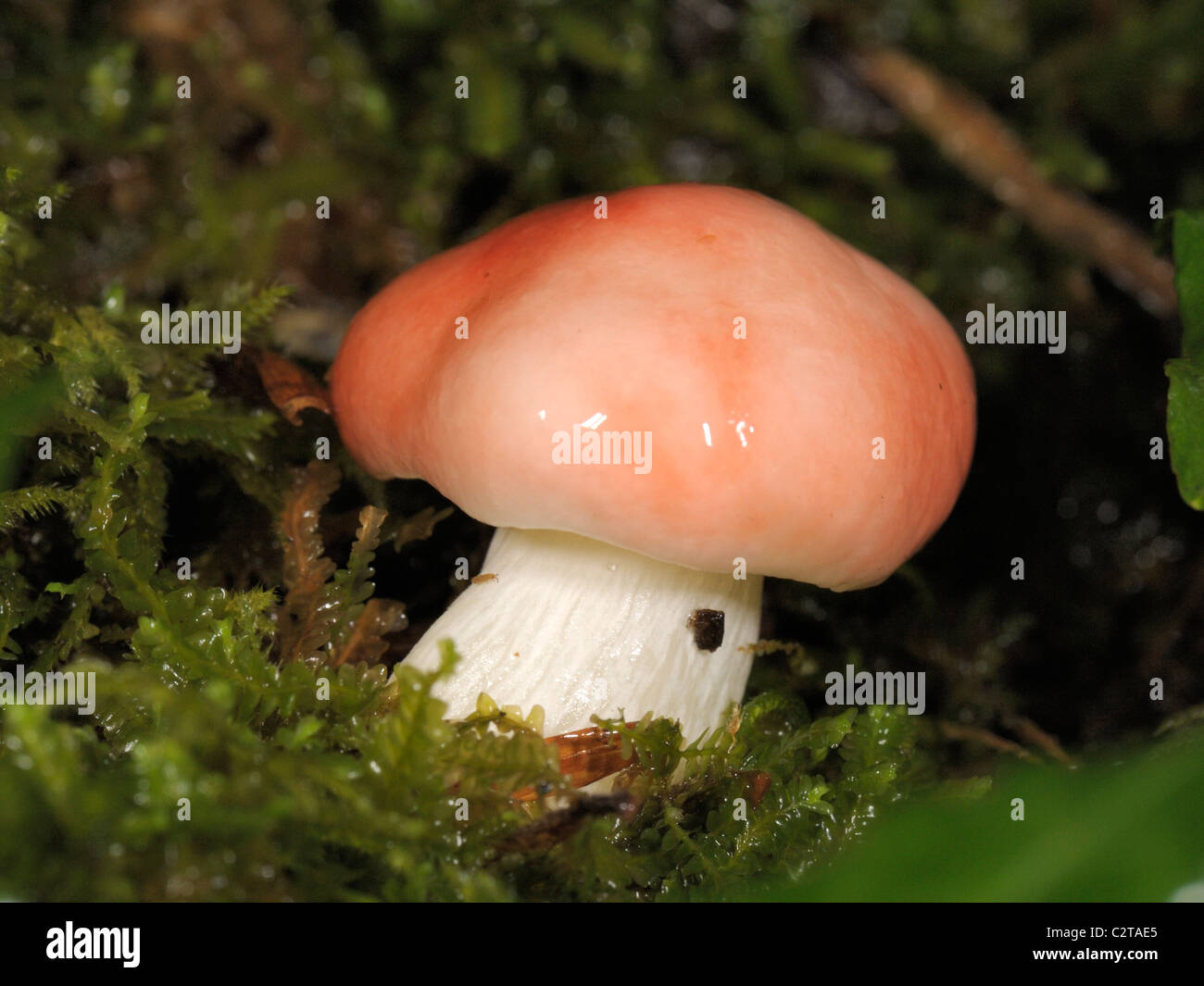 Russula fungus (Britllegill) Stock Photo