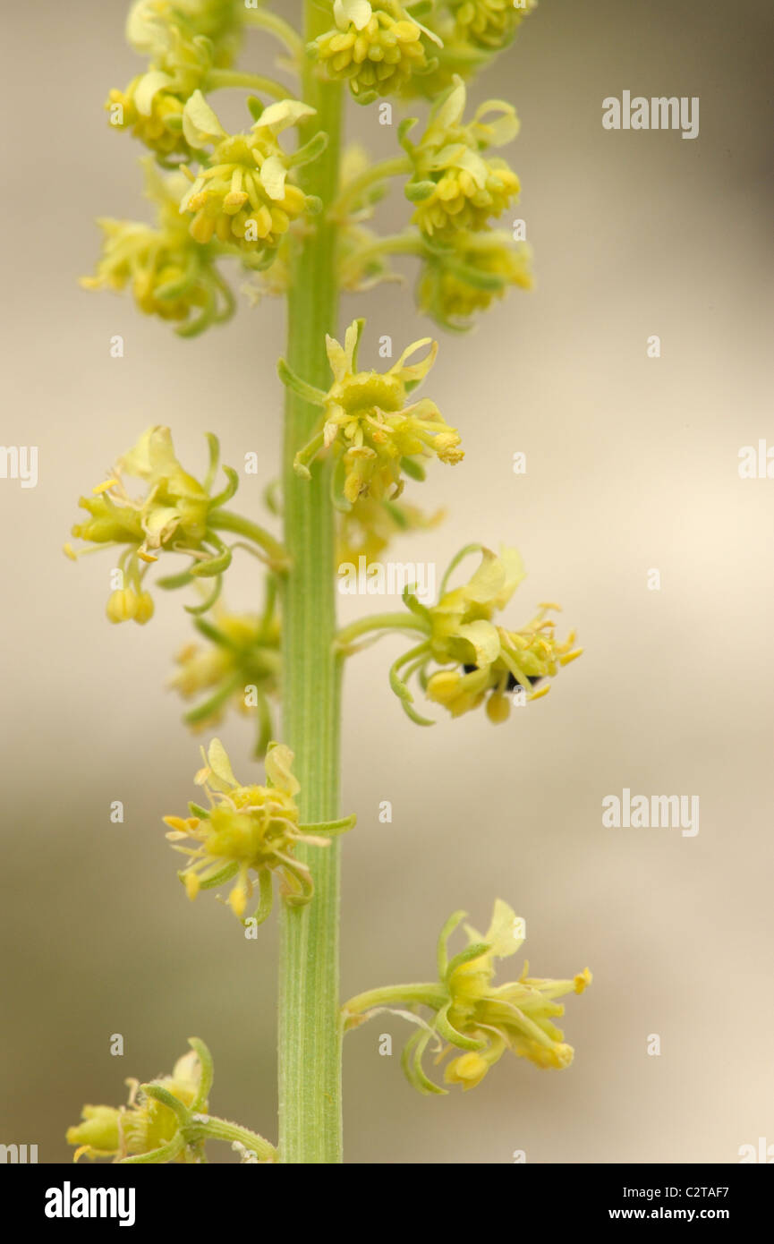 Wild Mignonette, reseda lutea Stock Photo