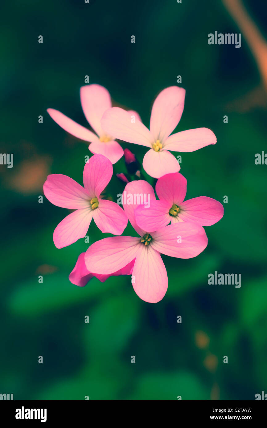 Flower spring forest nature petal hi-res stock photography and images ...