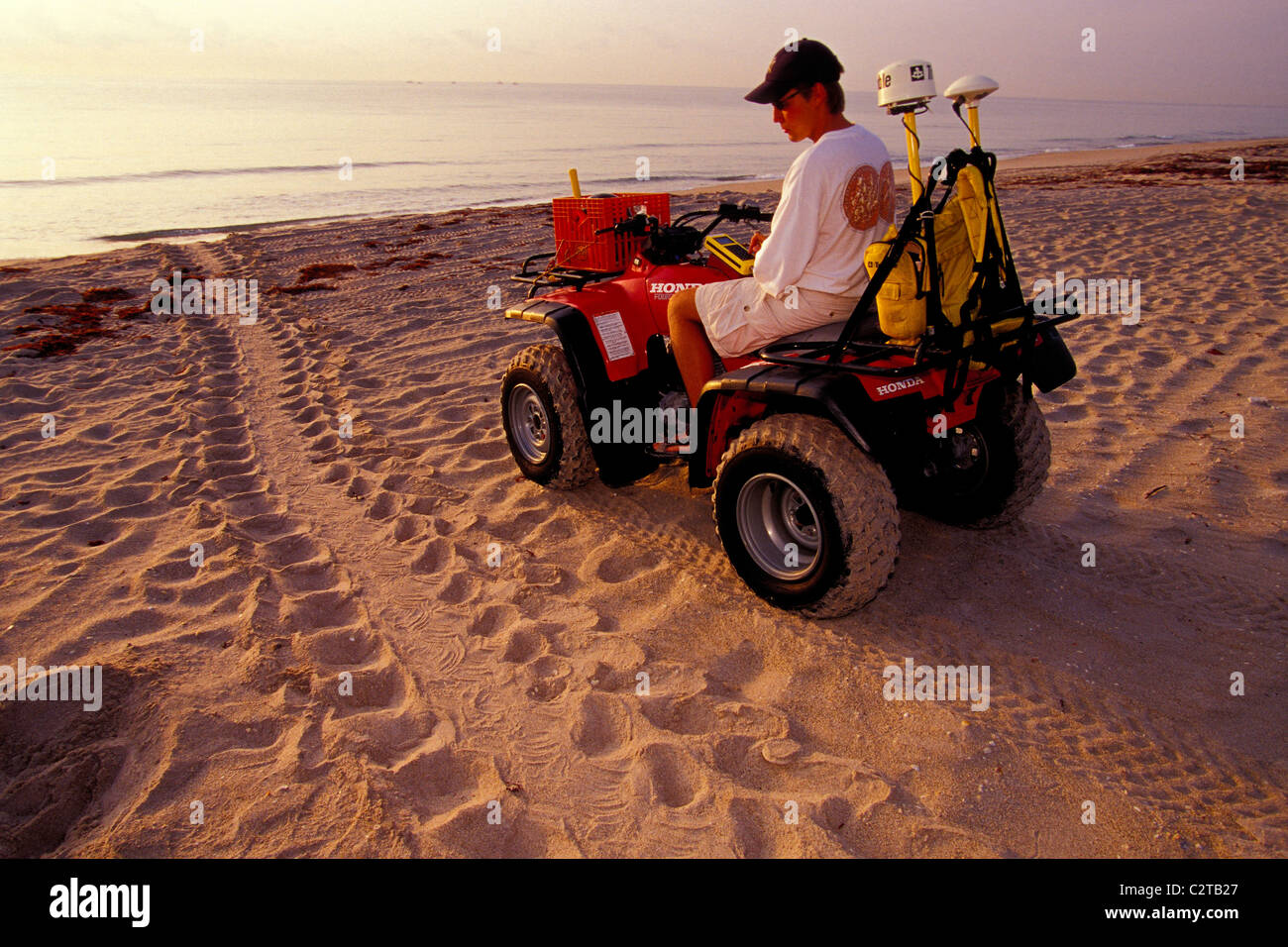 Marine scientists study the Loggerhead turtle, Caretta caretta, Juno ...