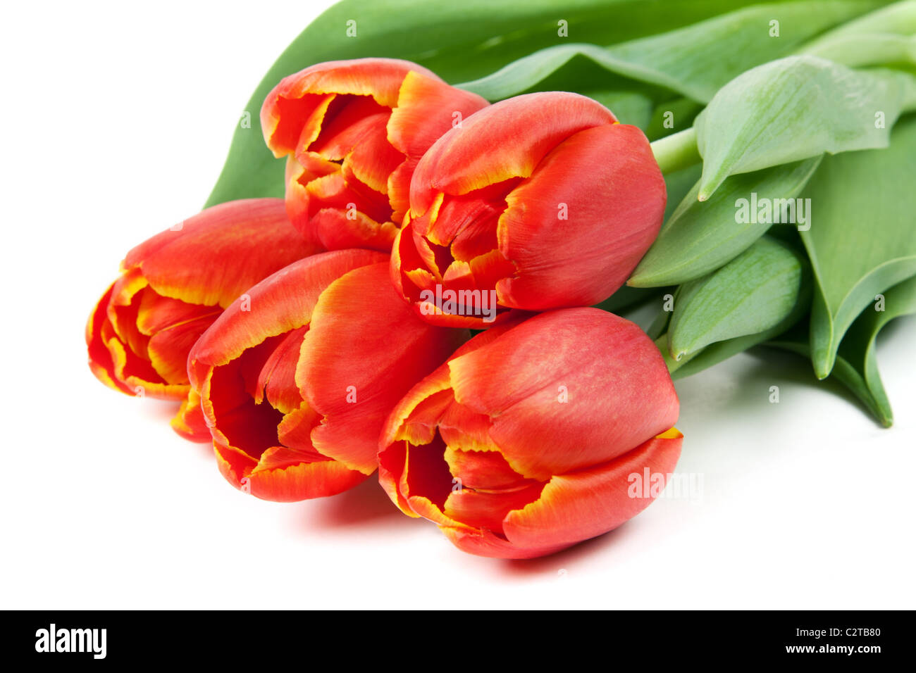 bouquet of red tulips isolated on white background Stock Photo - Alamy