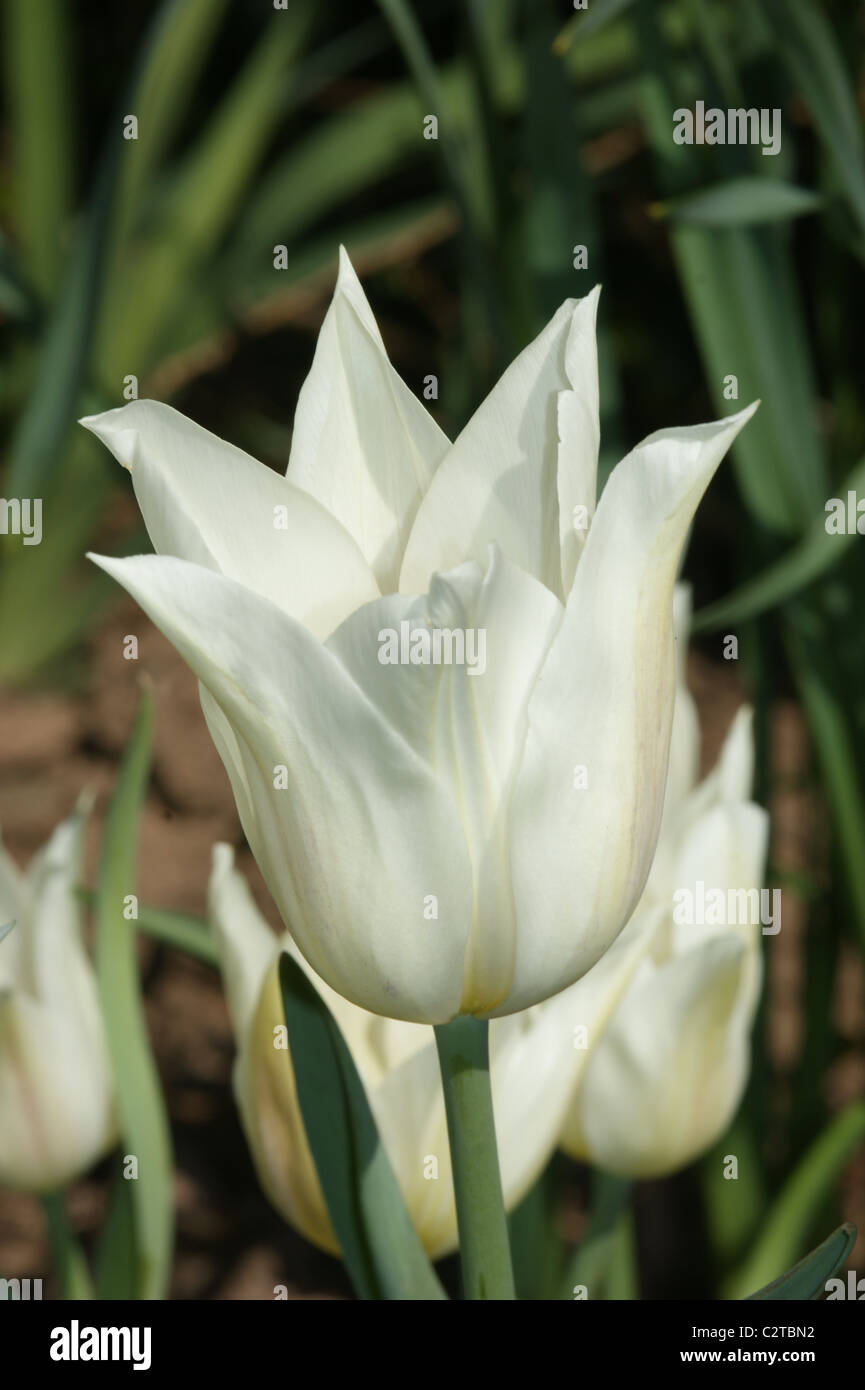 Tulip 'White Triumphator' Stock Photo