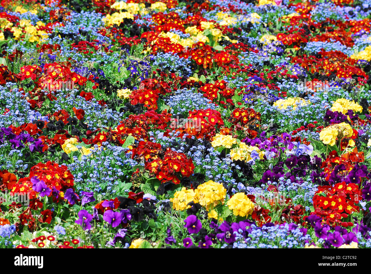 Flowerbed of red and yellow primroses and blue forget-me-not Stock Photo