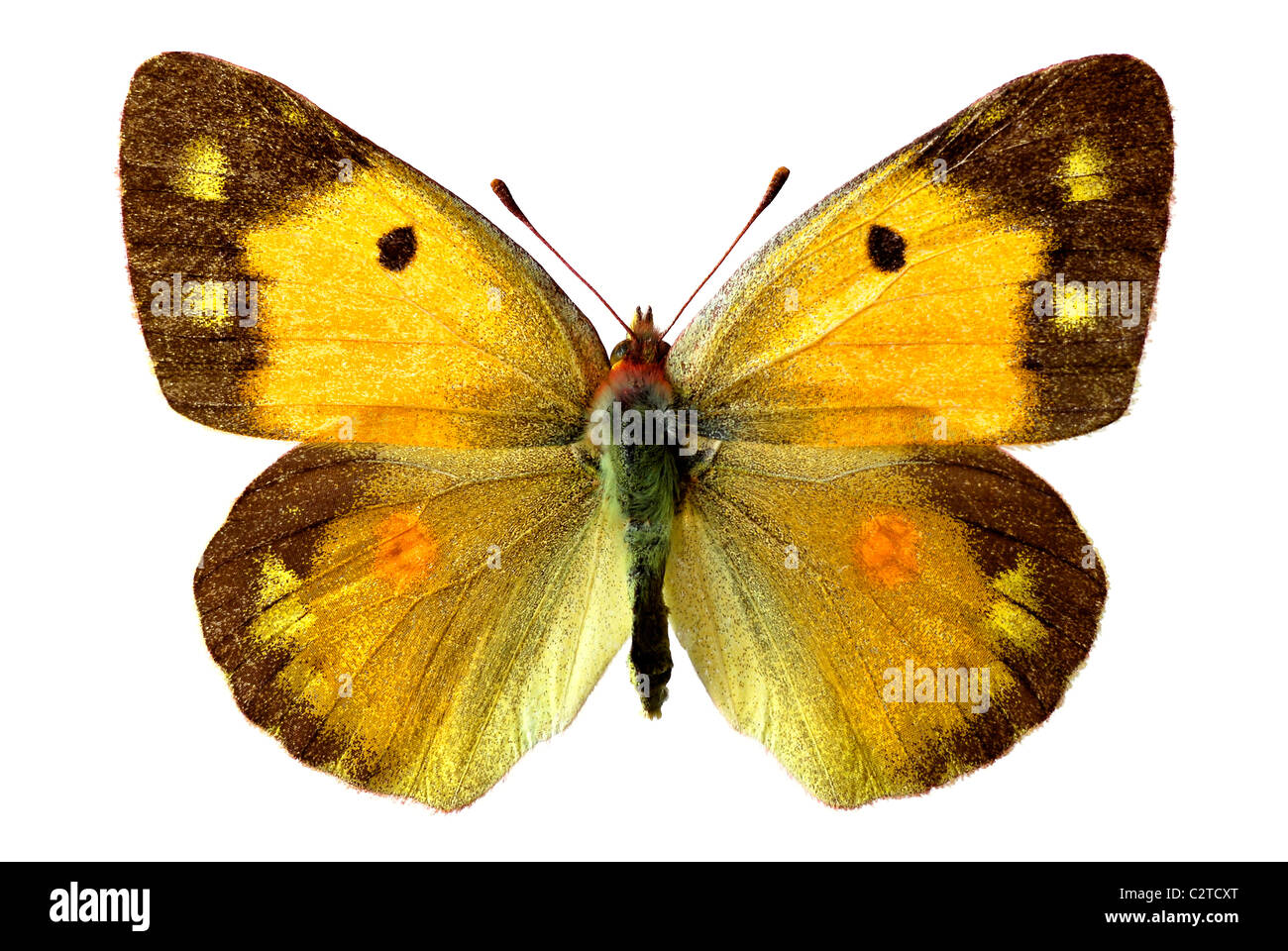 Isolated Colias butterfly (crocea) female on white background Stock Photo