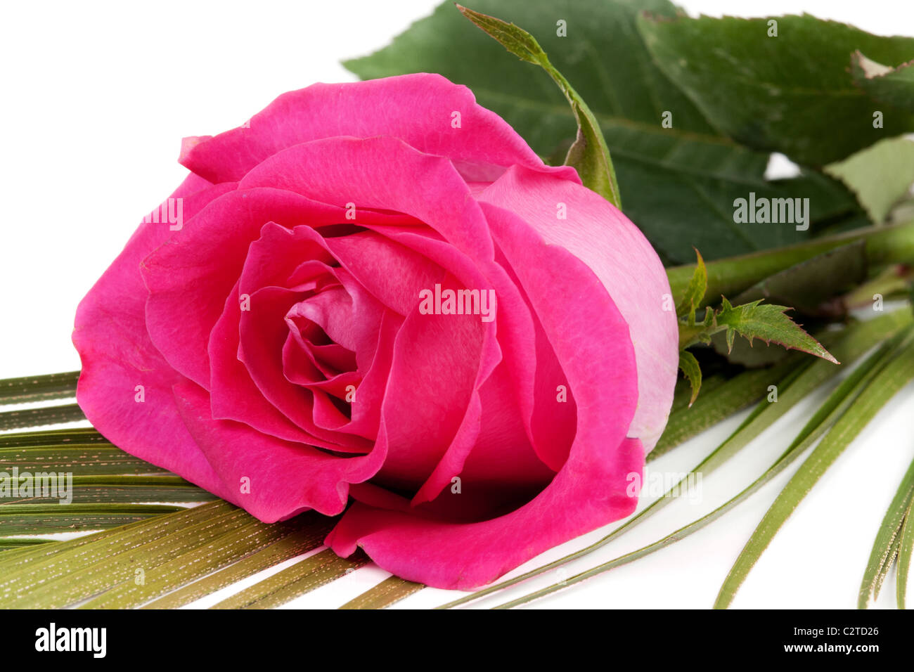 fresh red roses isolated on white background Stock Photo - Alamy