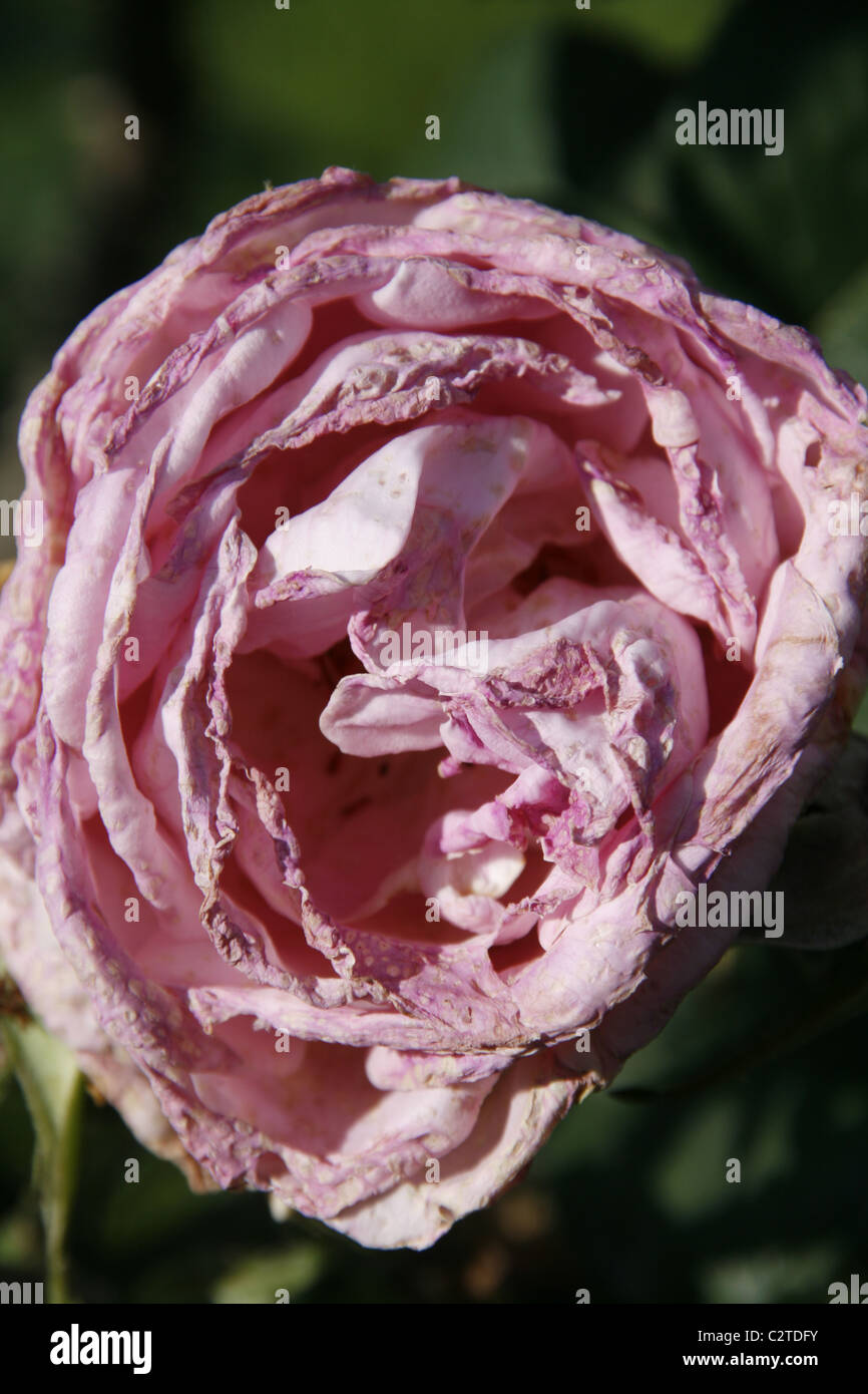 close up of pink rose flower Stock Photo - Alamy