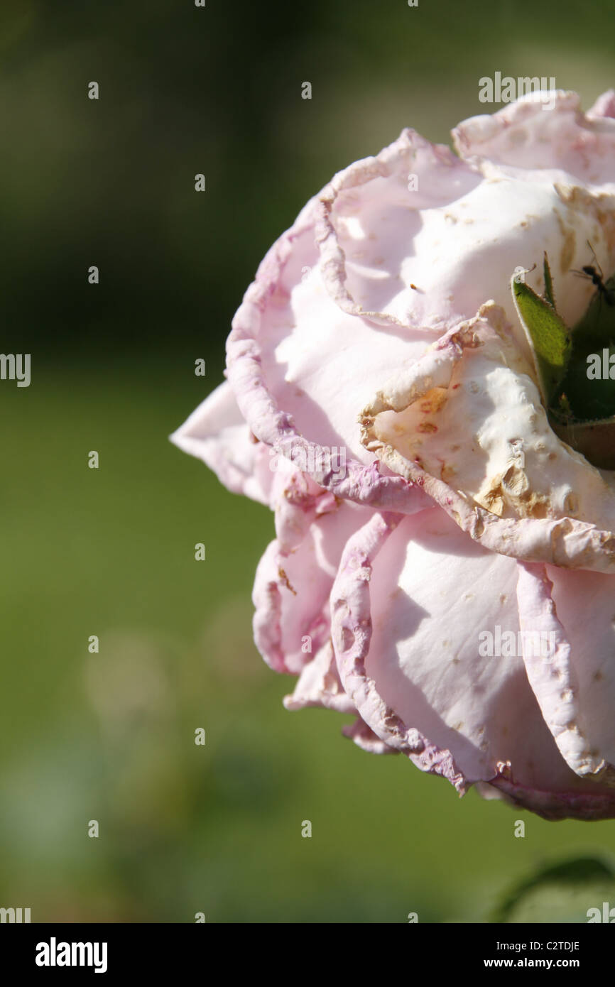 close up of pink rose flower Stock Photo - Alamy