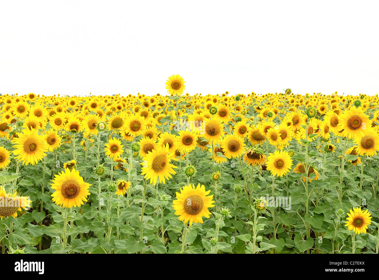 isolated yellow sunflowers on white. close-up Stock Photo - Alamy