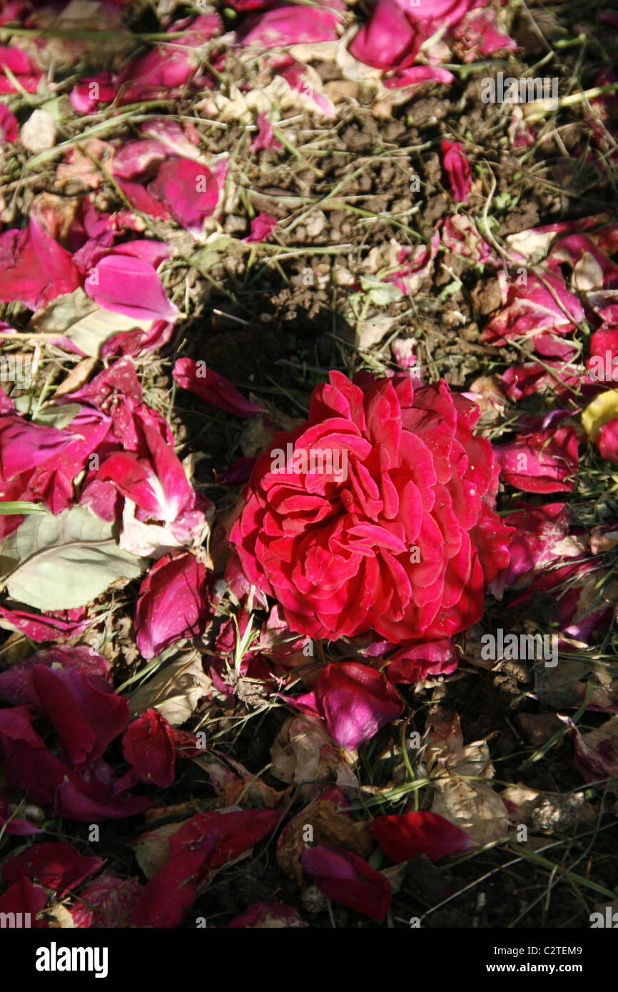close up of red rose flower on floor ground with petals Stock Photo - Alamy