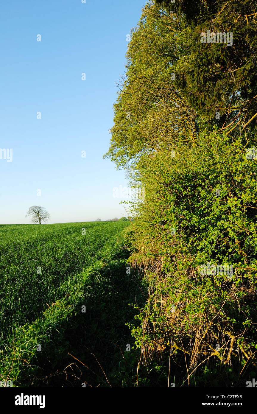 Hadge Rows Hedge rows hi-res stock photography and images - Alamy