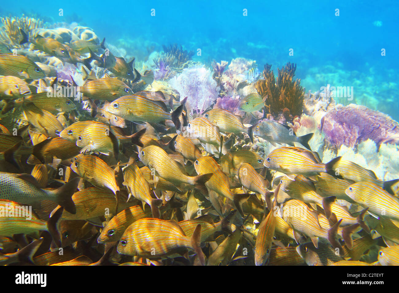 coral caribbean reef Mayan Riviera Grunt fish yellow blue stripes Stock Photo