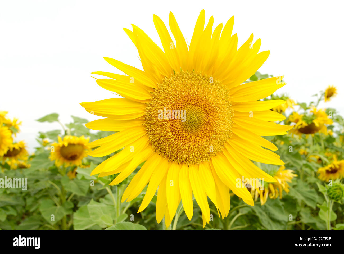 isolated yellow sunflowers on white. close-up Stock Photo - Alamy