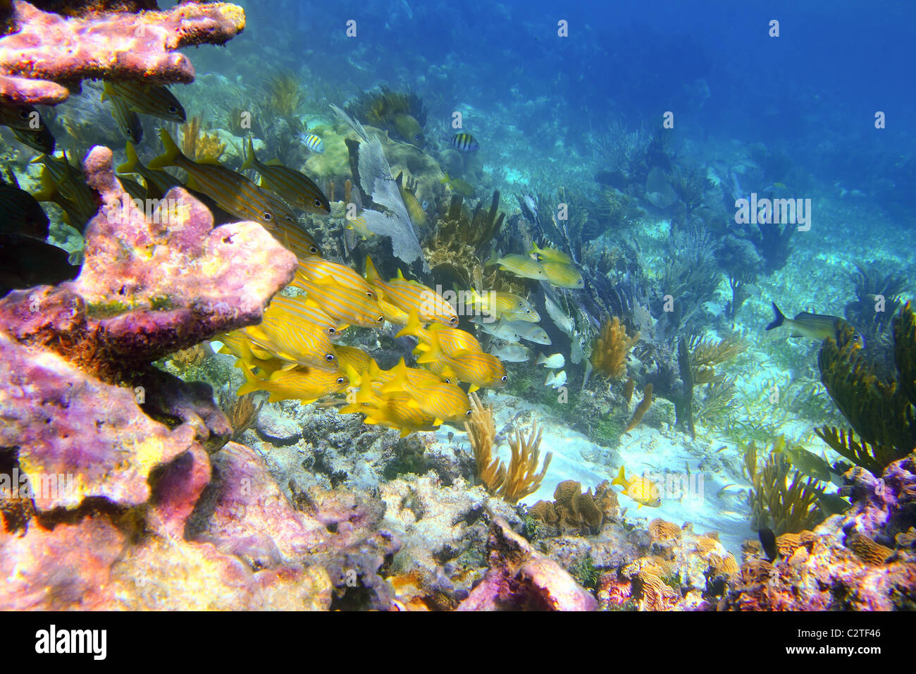 coral caribbean reef Mayan Riviera Grunt fish yellow blue stripes Stock Photo