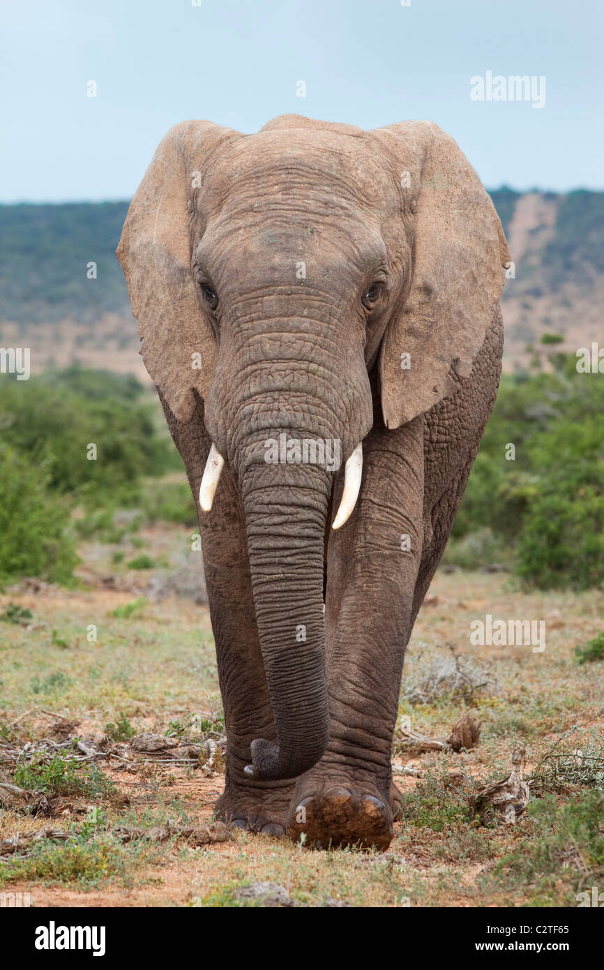 African elephant, Loxodonta africana, Addo national park, South Africa Stock Photo