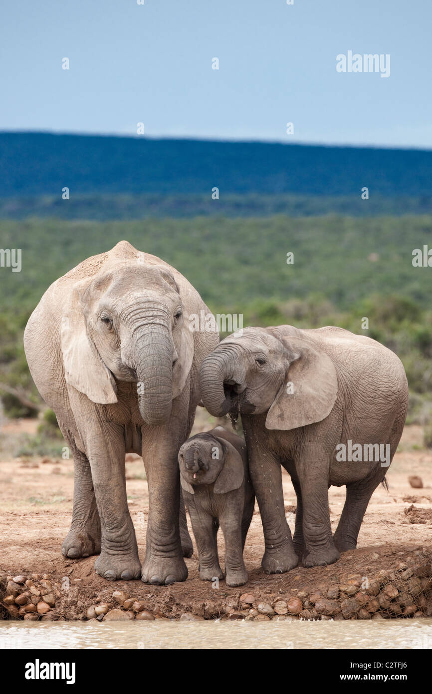 African elephants, Loxodonta africana, Addo national park, South Africa Stock Photo