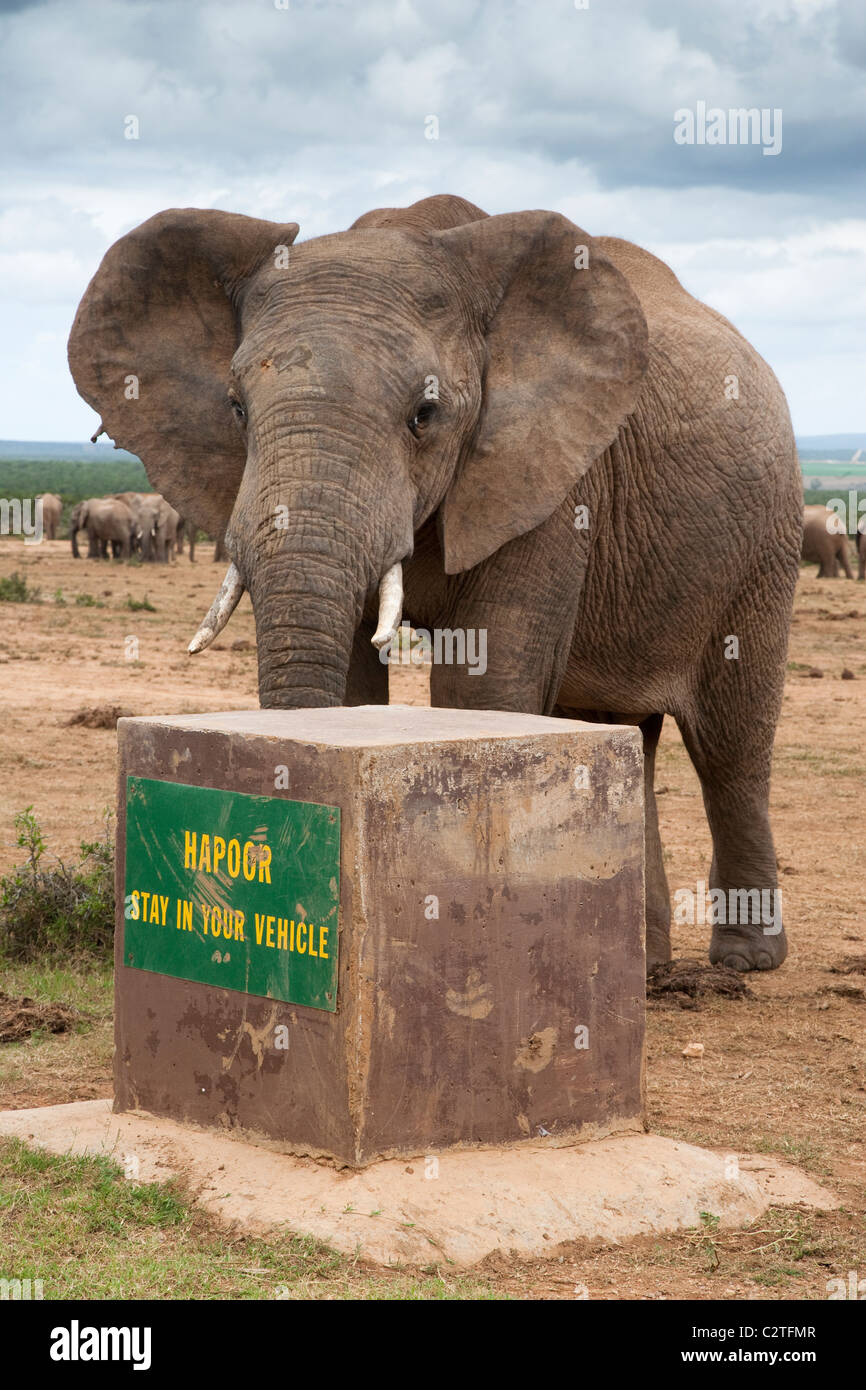 African elephants, Loxodonta africana, Addo national park, South Africa Stock Photo