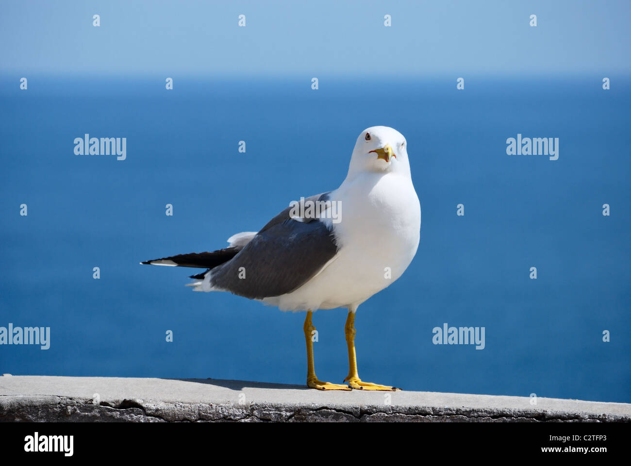 sea bird seagull. nature closeup Stock Photo