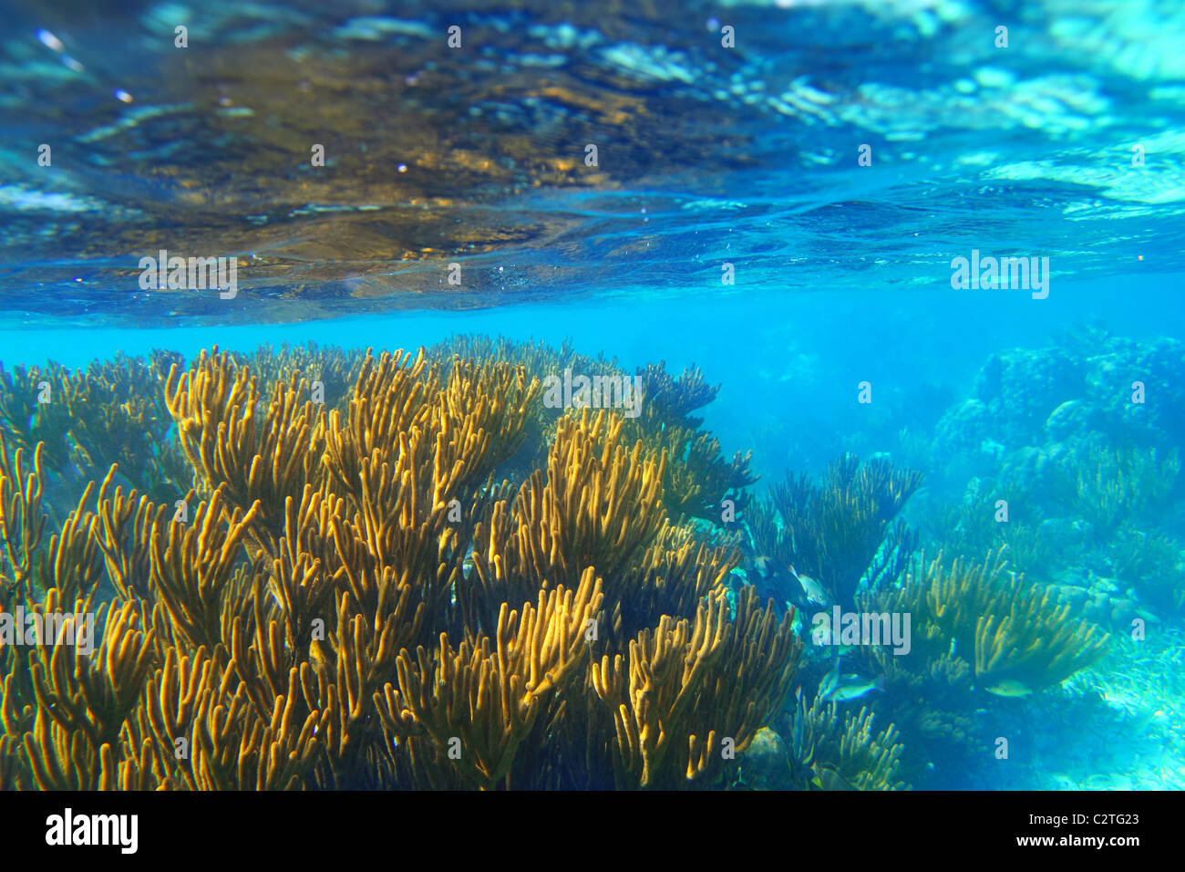 Mayan Riviera soft gorgonian reef seascape Mexico Stock Photo