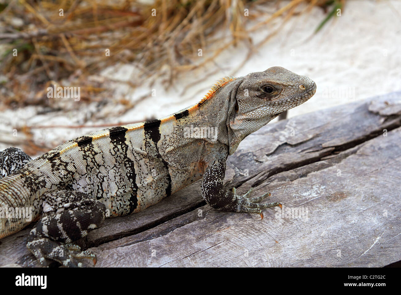 Iguana Mexico reptilian on aged gray wood near beach sand Stock Photo