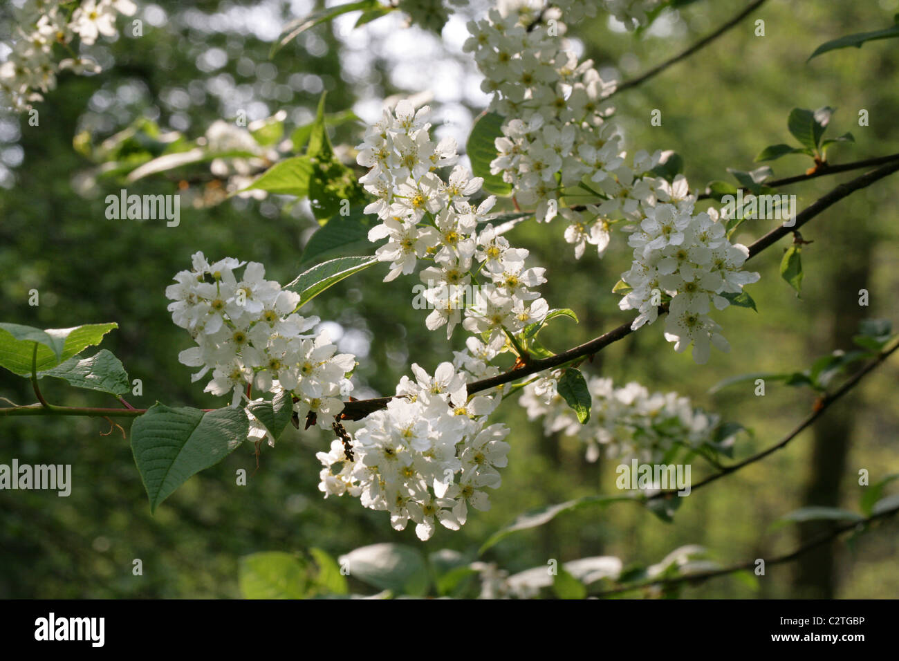 Bird Cherry or Hackberry, Prunus padus var padus, Rosaceae. Native to Northern Europe and Northern Asia. Stock Photo